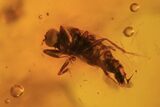 Detailed Fossil Fly (Diptera) & Spider (Aranea) In Baltic Amber #105481-3